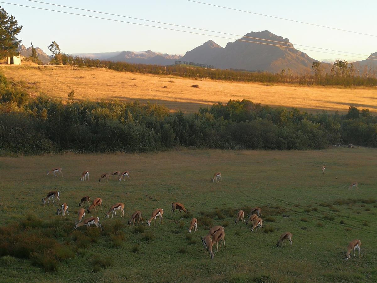 Villa Wildlife Retreat On A Wine-Farm Stellenbosch Exterior foto